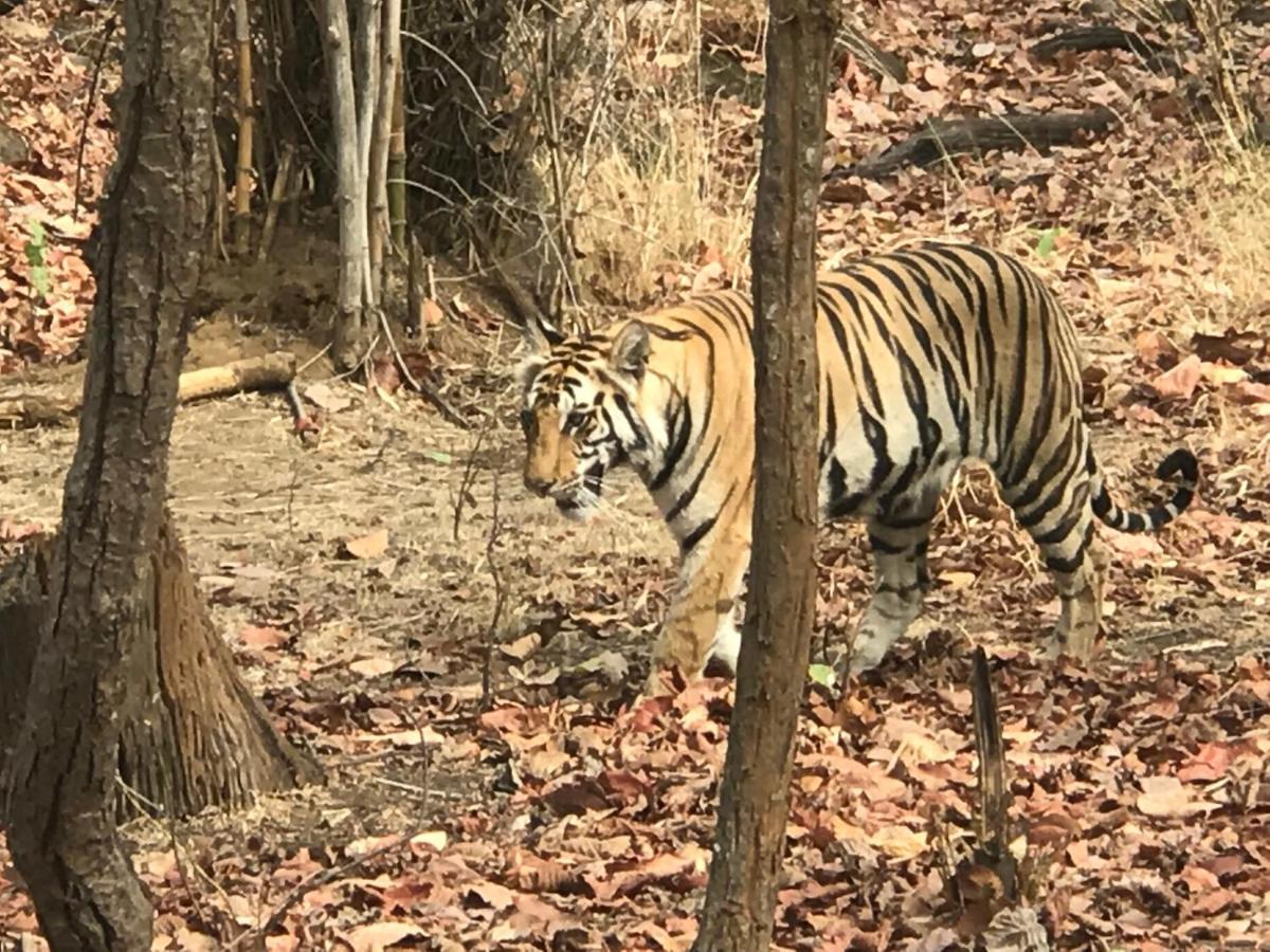 Emerald Tiger Retreat Tāla المظهر الخارجي الصورة